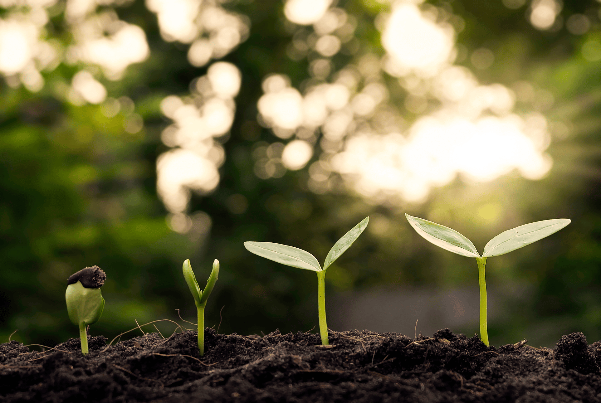 image of a growing seed